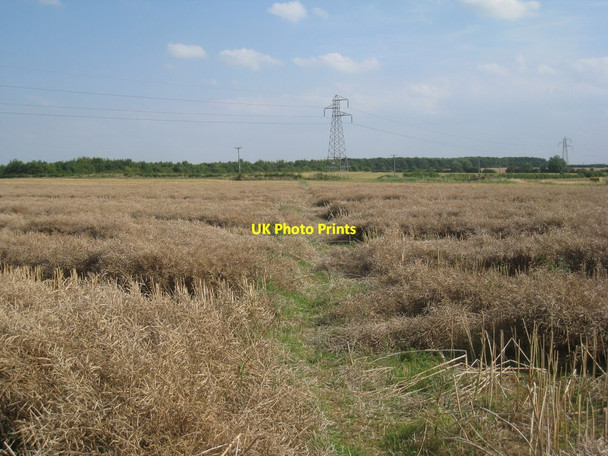 Photo 6"x4" Partly harvested field of oilseed rape Kirkby Green c2012
