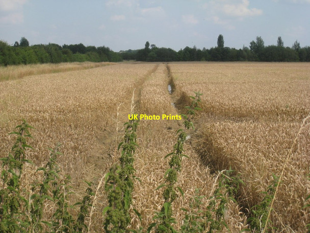 Photo 6"x4" Waterlogged wheatfield Scopwick c2012