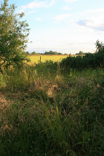 Photo 6"x4" Field from Inside Orchid Wood Breaston c2008