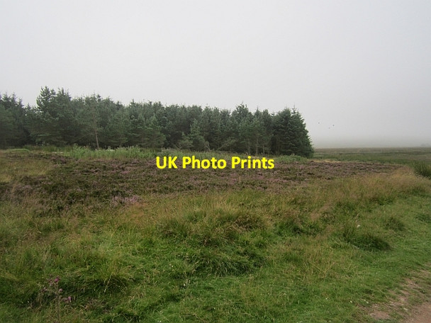 Photo 6"x4" Woodland, Rawburn Cottage Longformacus c2012