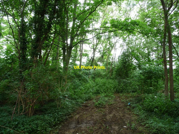 Photo 6"x4" Trees colonising a disused pit Blatherwycke c2012