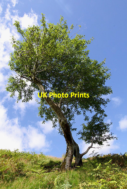 Photo 6"x4" A rowan tree overlooking the Loch of the Lowes Bowerhope c2012