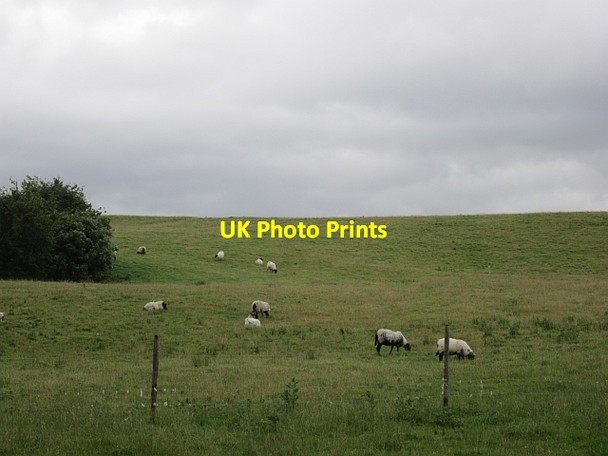 Photo 6"x4" Sheep, Mullenmore Crossmolina c2012