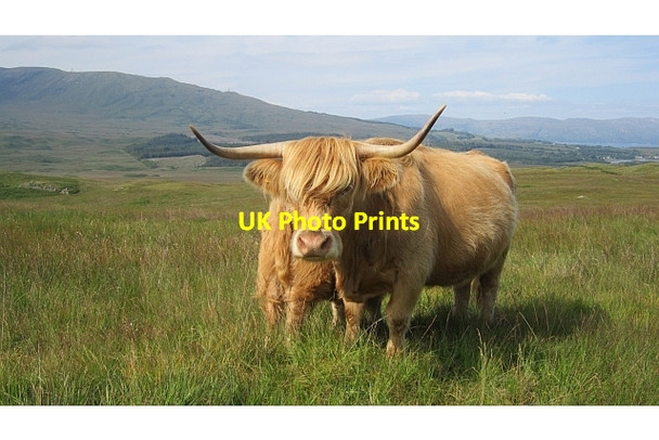 Photo 6"x4" Cow and calf, Achdabeg Strathcoil c2012