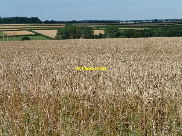 Photo 6"x4" Wheat crop near Empingham on a sunny day Empingham c2012