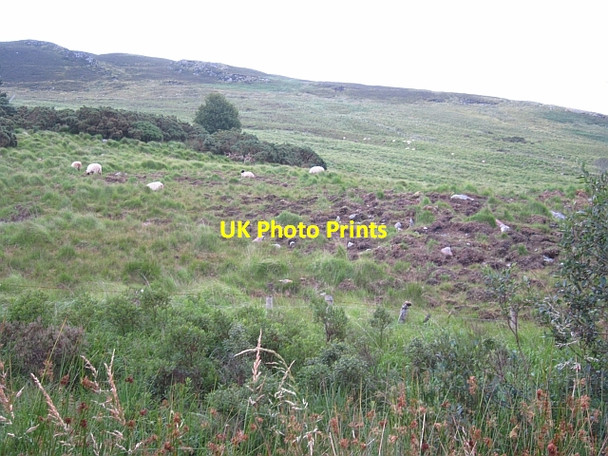 Photo 6"x4" Tussocks under Nephin Bofeenaun c2012