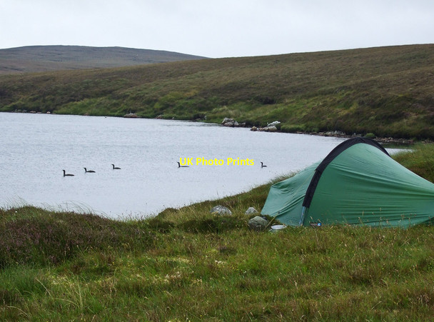 Photo 6"x4" Red Throated Divers on Truggles Water Weisdale c2012