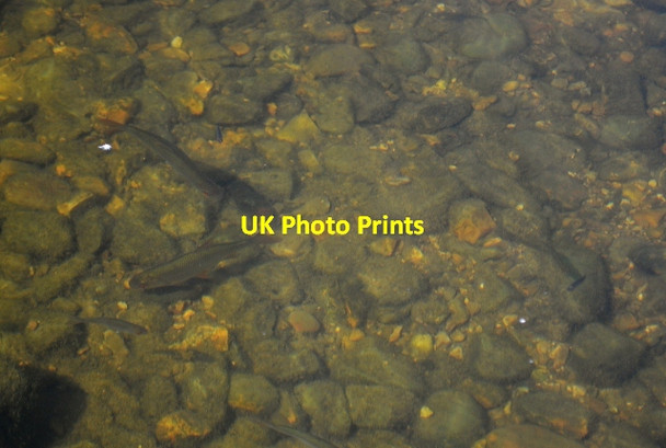 Photo 6"x4" Fish in the Ouse St Ives\/TL3072 c2012