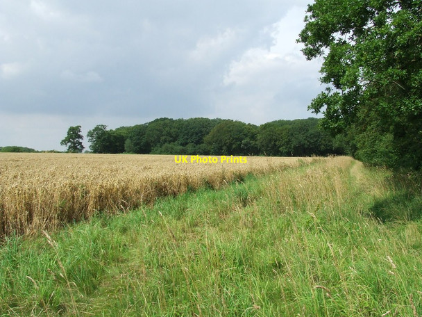 Photo 6"x4" Dodds Wood Rushall\/TM1982 c2012