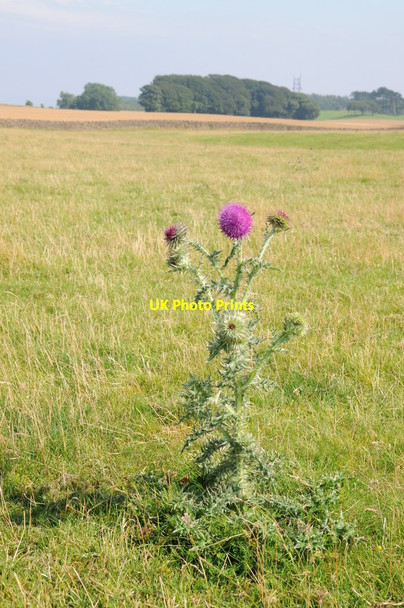 Photo 6"x4" Thistle on Bredon Hill Elmley Castle c2012