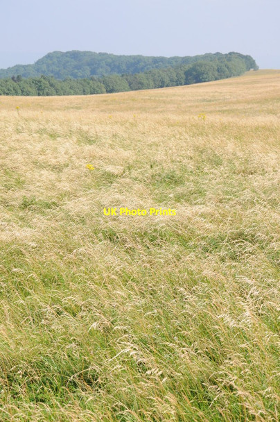 Photo 6"x4" Grassland and Long Plantation Elmley Castle c2012