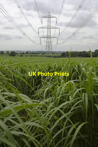 Photo 6"x4" Ellerker miscanthus Ellerker c2012