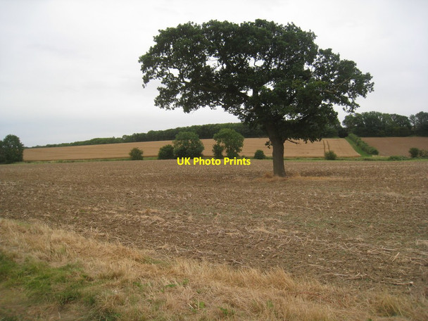 Photo 6"x4" Isolated tree near Poke's Hole Hallington\/TF3085 c2012