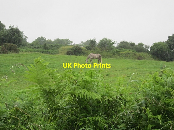 Photo 6"x4" Grazing, Ballykeeran Ballykeeran c2012