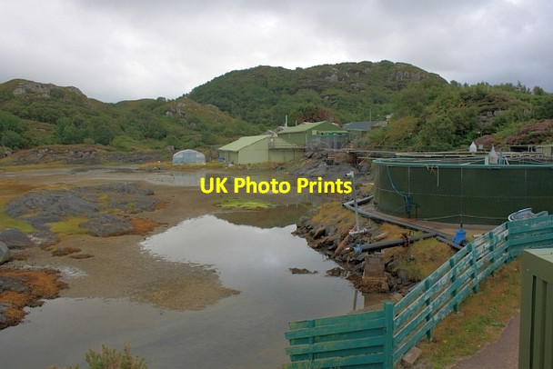 Photo 6"x4" Fish Pond Ardtoe c2012