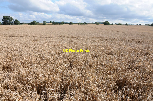 Photo 6"x4" Wheat fields Bridge End\/SO8031 c2012