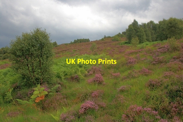 Photo 6"x4" Hillside above Drumnatorran Anaheilt c2012