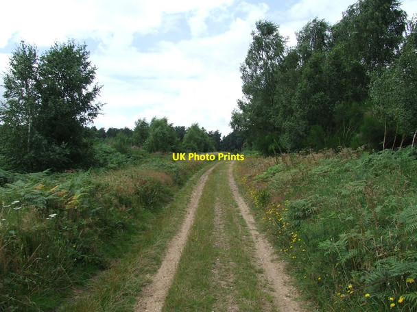 Photo 6"x4" Forest Track Hockwold cum Wilton c2012