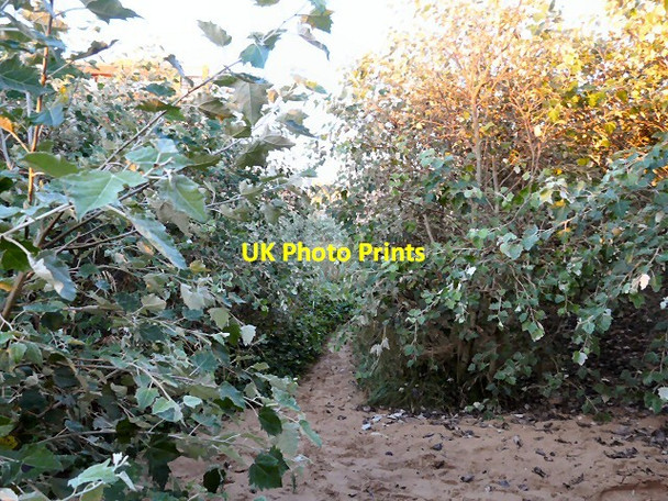 Photo 6"x4" Path through the dunes Lytham St Anne's c2012 P1