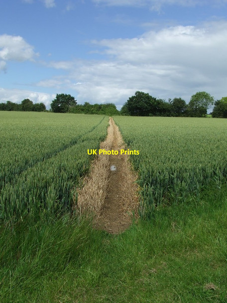 Photo 6"x4" Through The Wheat Framsden c2012