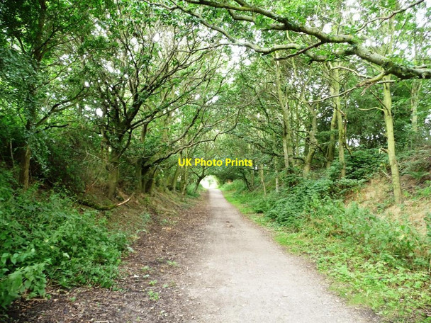 Photo 6"x4" Oak-lined cutting, the Lines Way Garforth c2012