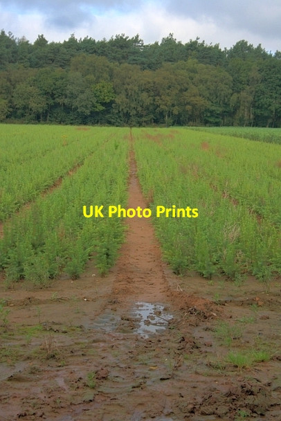 Photo 6"x4" Tree Nursery Sawdon\/SE9484 c2012