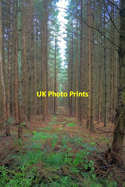 Photo 6"x4" Forest Ride, above Troutsdale Low Hall Troutsdale Low Hall c2012
