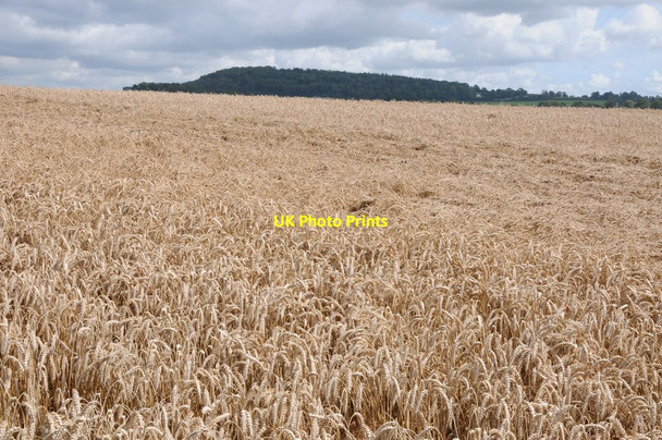 Photo 6"x4" Wheat field Kivernoll c2012