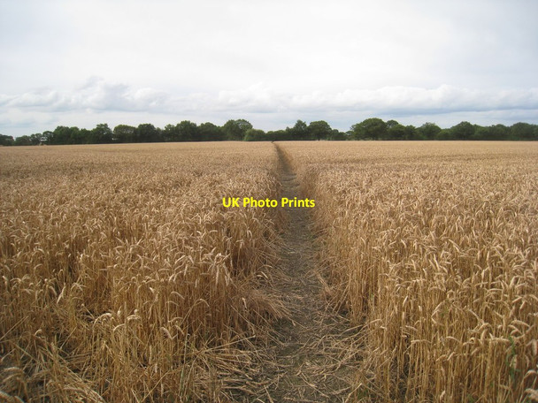 Photo 6"x4" Path through a wheatfield Sykehouse c2012