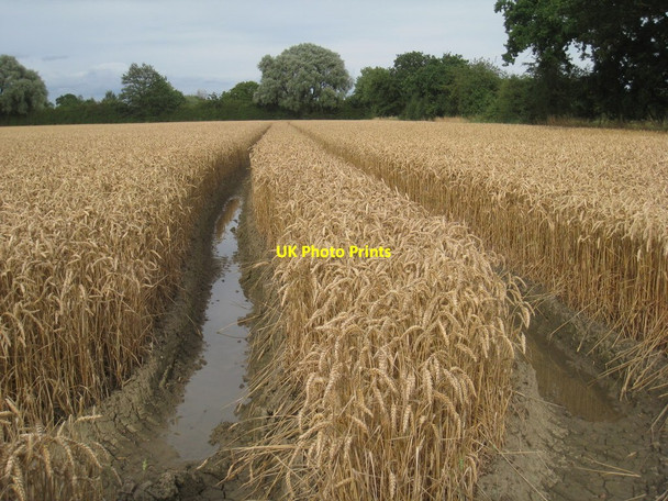 Photo 6"x4" What the farmer really doesn't want Sykehouse c2012