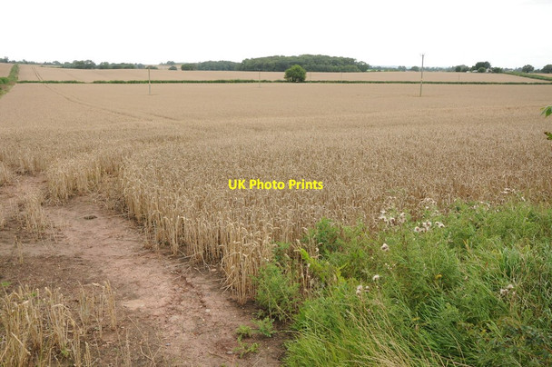Photo 6"x4" Wheat field at Portway Portway\/SO4935 c2012