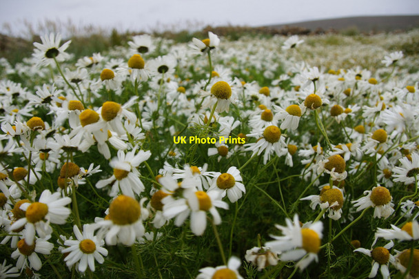 Photo 6"x4" Scentless Mayweed (Tripleurospermum inodorum), Hagdale Clibberswick c2012