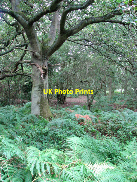 Photo 6"x4" Woodland east of Tottenhill Row Tottenhill Row c2012
