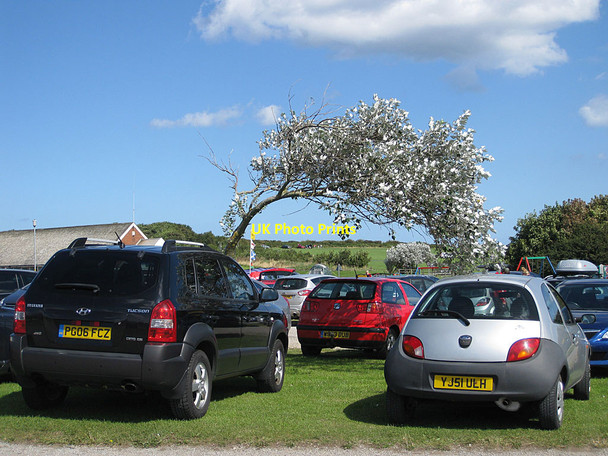Photo 6"x4" Wind-shaped tree in the car park Filey c2012