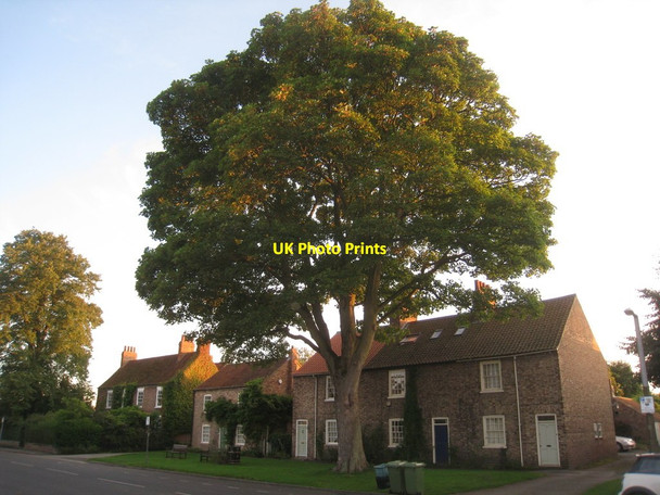 Photo 6"x4" Houses beneath a tree, Main Street, Heslington Heslington c2012