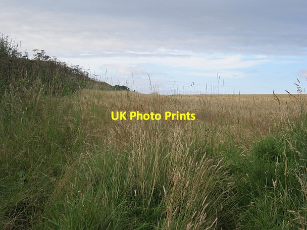 Photo 6"x4" Barley, West Gilston Mains Backmuir of New Gilston c2012