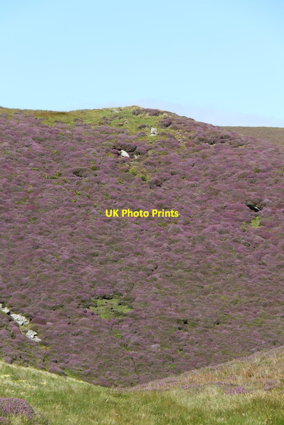 Photo 6"x4" Flowering heather Burrafirth c2012