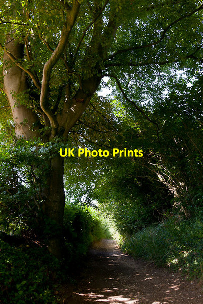 Photo 6"x4" The King's Way running towards Whiteflood Farm Baybridge\/SU5223 c2012