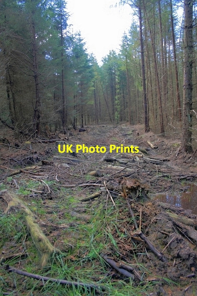 Photo 6"x4" Extraction Lane, Wykeham Forest Hackness\/SE9790 c2012