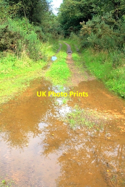 Photo 6"x4" Forest Track at Coomb Hill Hackness\/SE9790 c2012