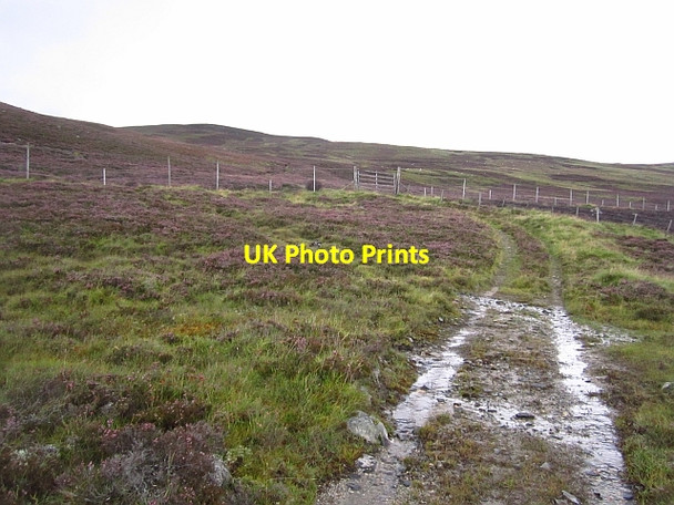 Photo 6"x4" Moorland, Auchtavan Thistledae c2012