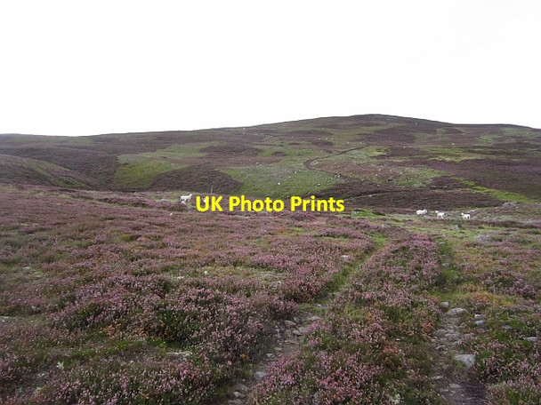 Photo 6"x4" Moorland, Glen Feardar Thistledae c2012