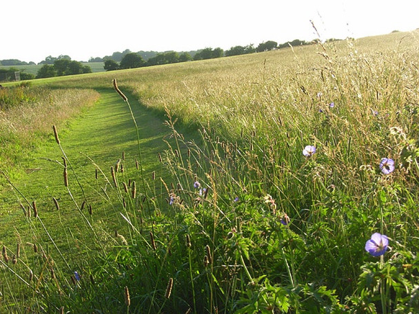 Photo 6"x4" Hillside, Whatcombe South Fawley c2008