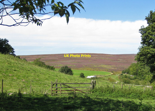 Photo 6"x4" Heather-clad Spaunton Moor Lastingham c2012