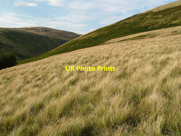 Photo 6"x4" Rough grazing in the Cheviot Hills Sourhope c2012