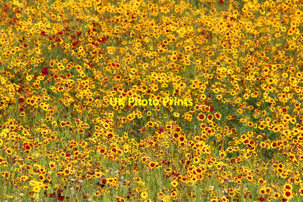 Photo 6"x4" Yellow meadow, Olympic Park Bow\/TQ3682 c2012