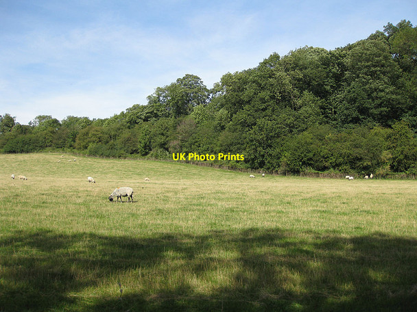 Photo 6"x4" Pasture below Cliff Wood Sinnington c2012