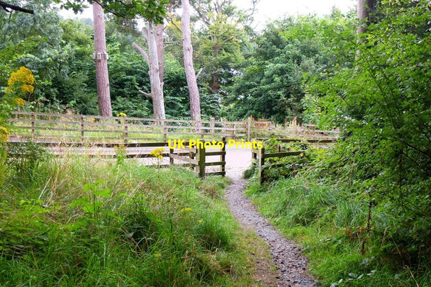 Photo 6"x4" Footpath from St Ronan's Woods, Innerleithen Innerleithen c2012