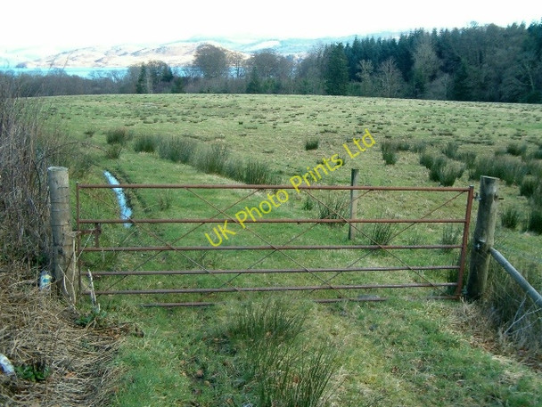 Photo 6"x4" A rushy field Minard\/NR9796 c2006