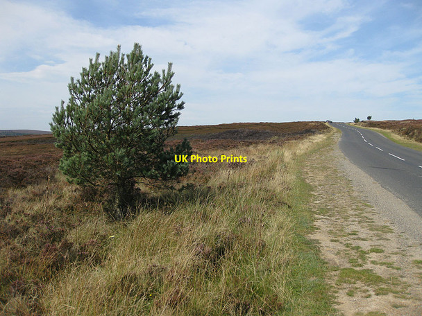 Photo 6"x4" Lone pine beside Blakey Road Lowna c2012